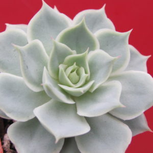 Echeveria     Laguna   Sanchez   hybr.