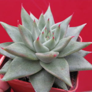 Echeveria    agavoides   Aguamarin