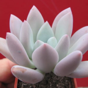 Pachyveria     Opalina