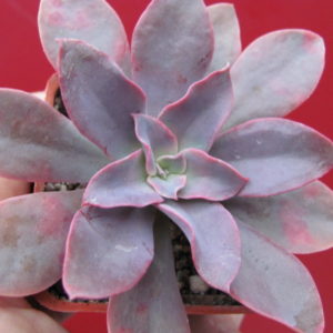 Echeveria      *Golden   Tower*