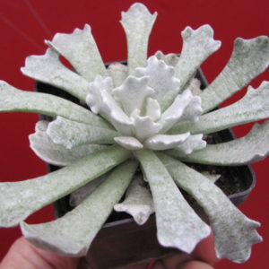Senecio    scoposus   addoensis