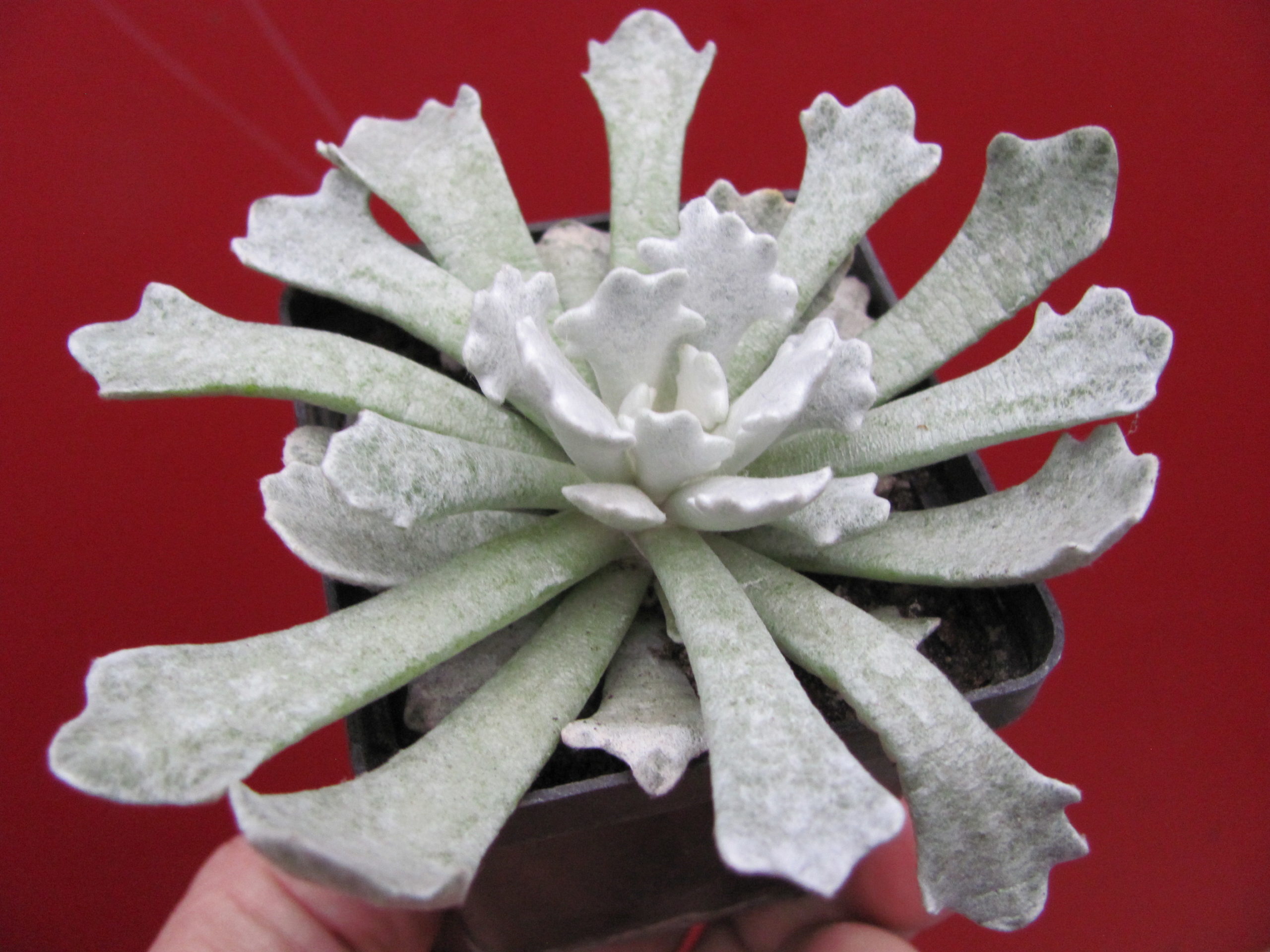 Senecio    scoposus   addoensis