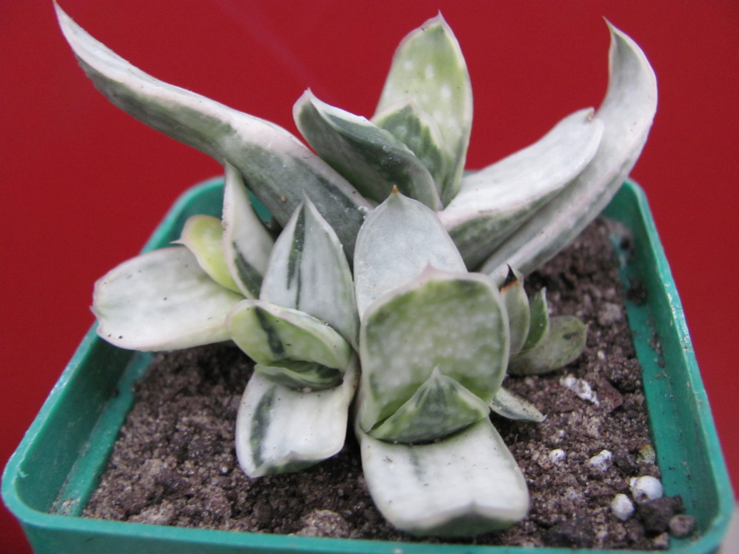 Gasteria     obtusa    variegata