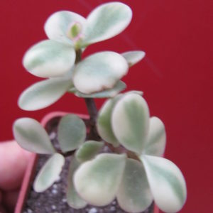 Portulacaria     afra   variegata