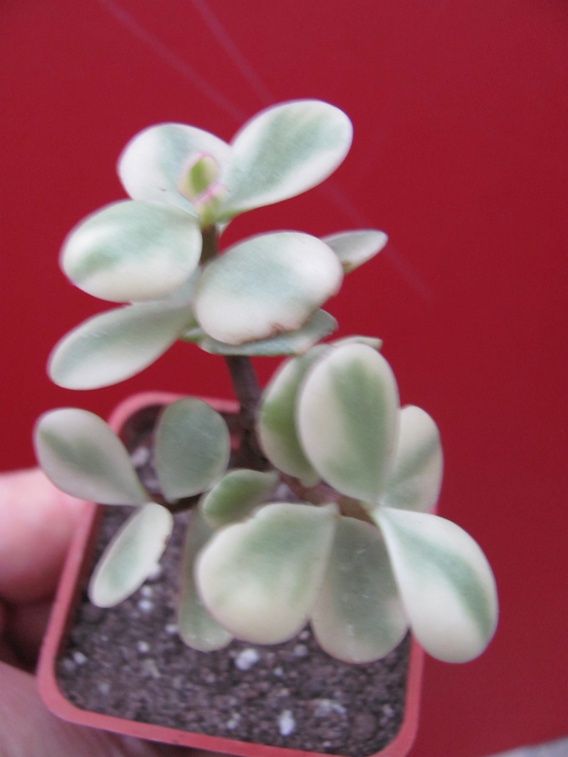 Portulacaria afra variegata
