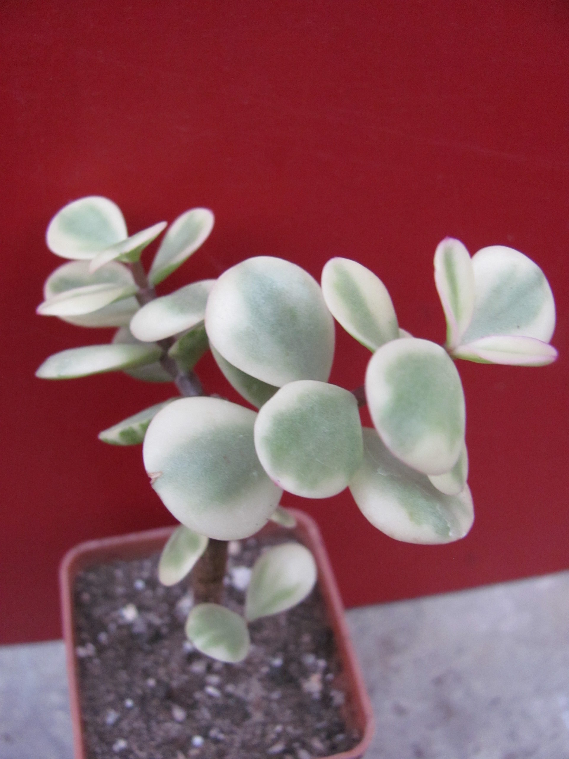 Portulacaria afra variegata