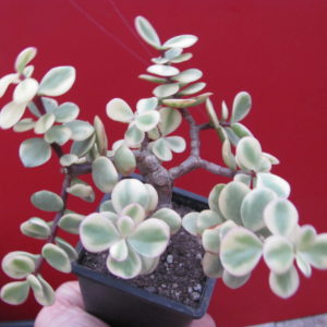 Portulacaria    afra    variegata