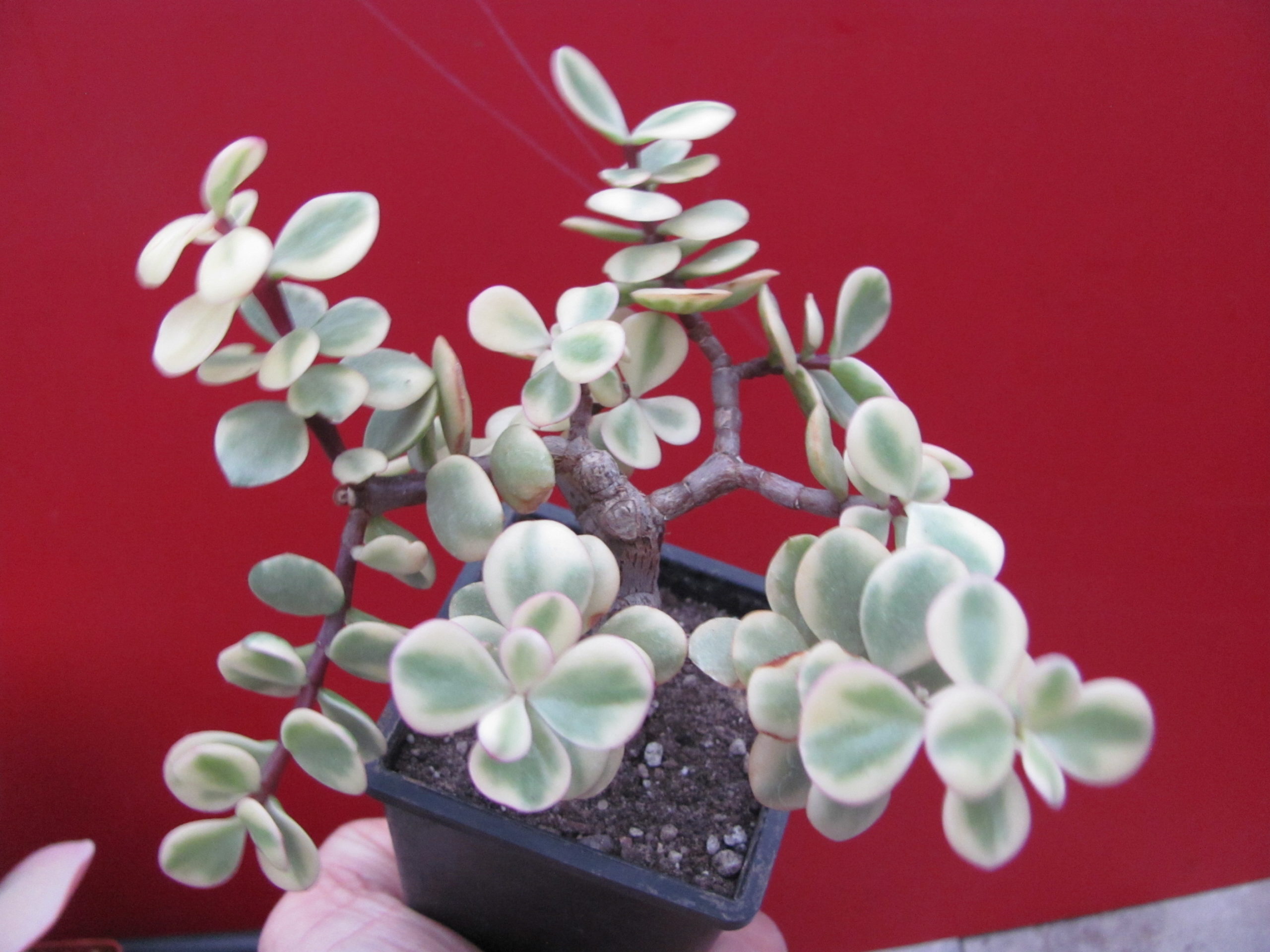 Portulacaria afra variegata