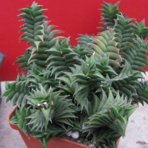 Haworthia    viscosa