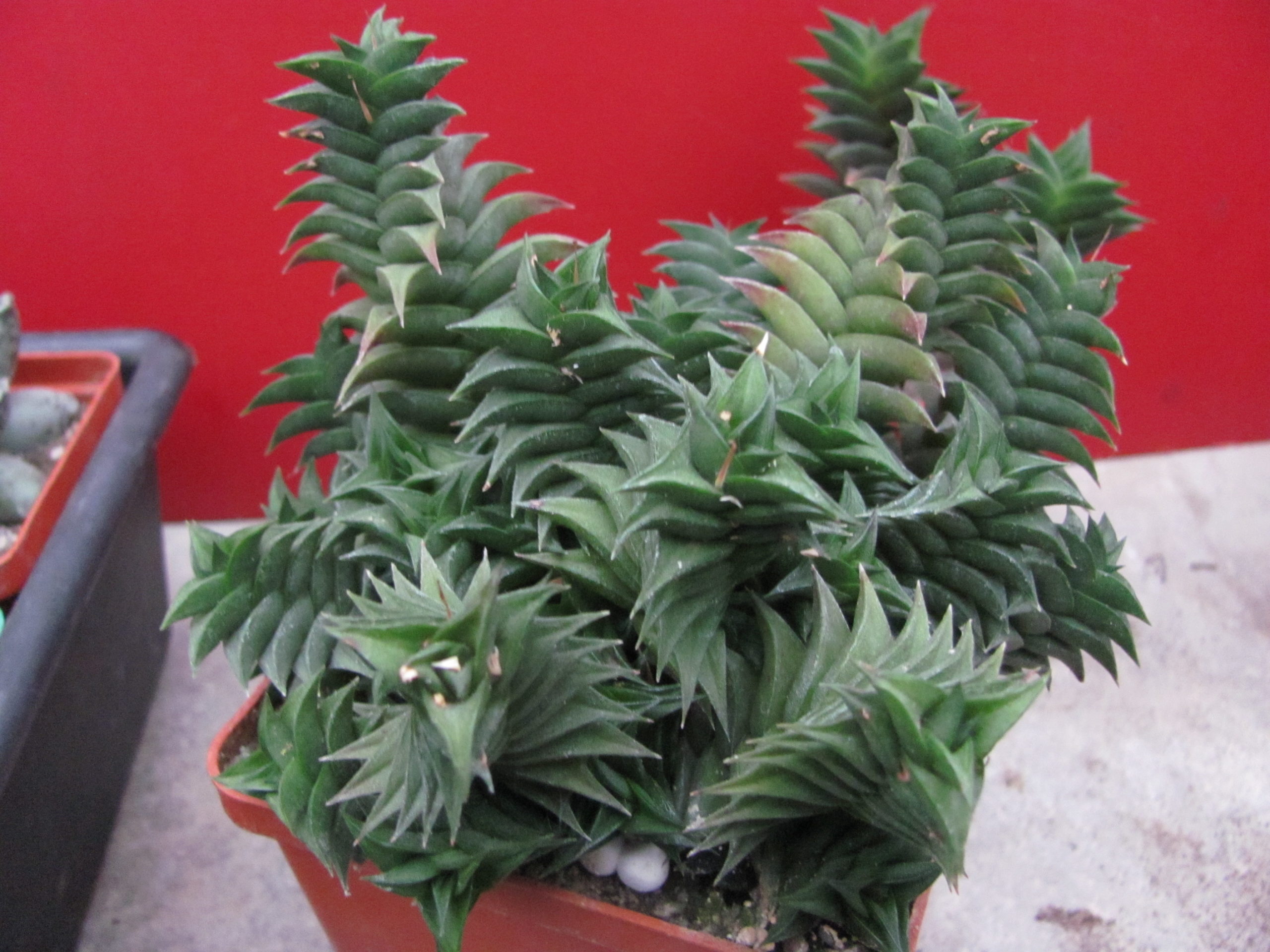 Haworthia    viscosa