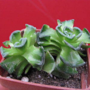 Crassula   susannae