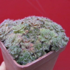 Crassula   setulosa