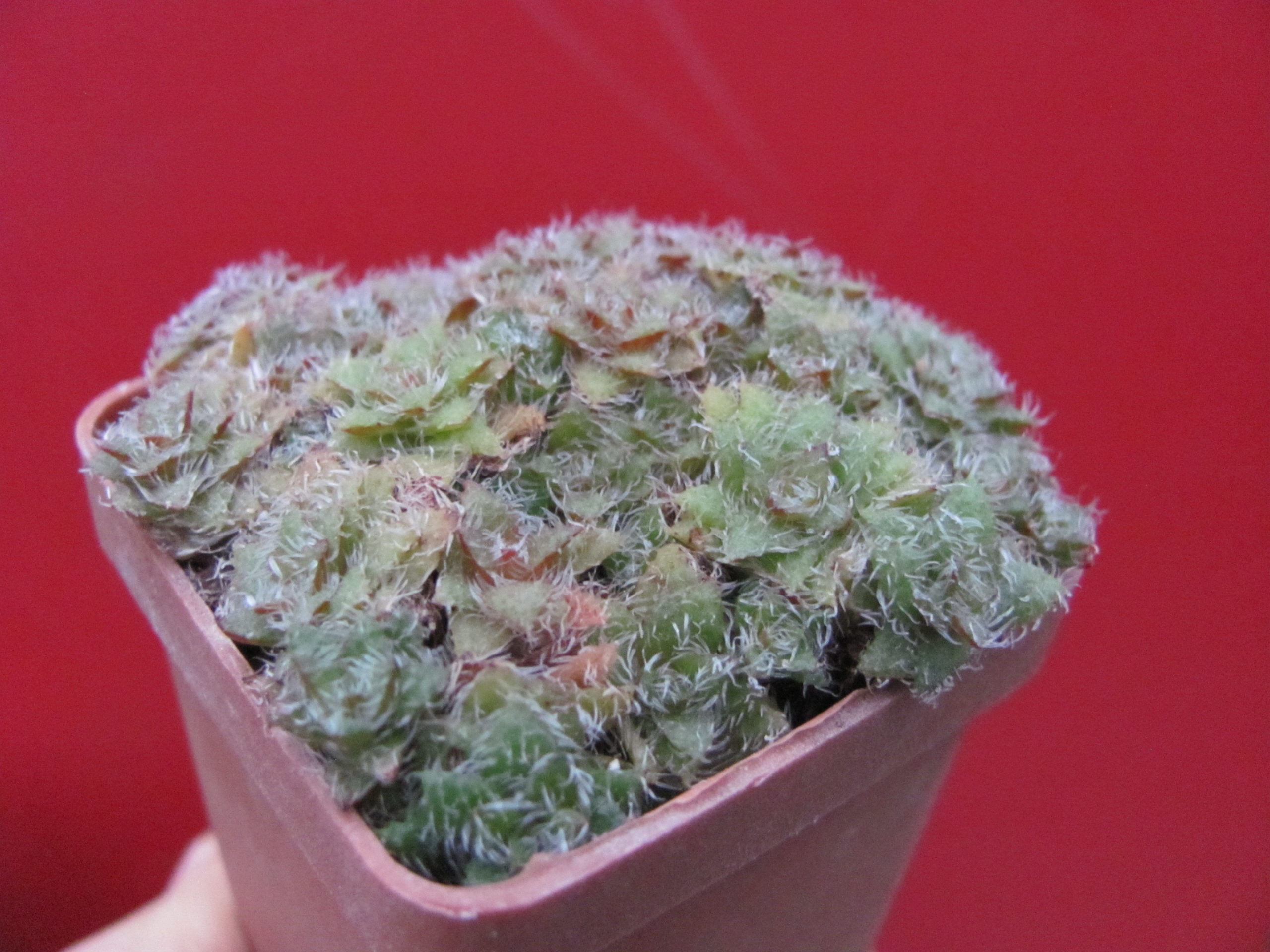Crassula   setulosa