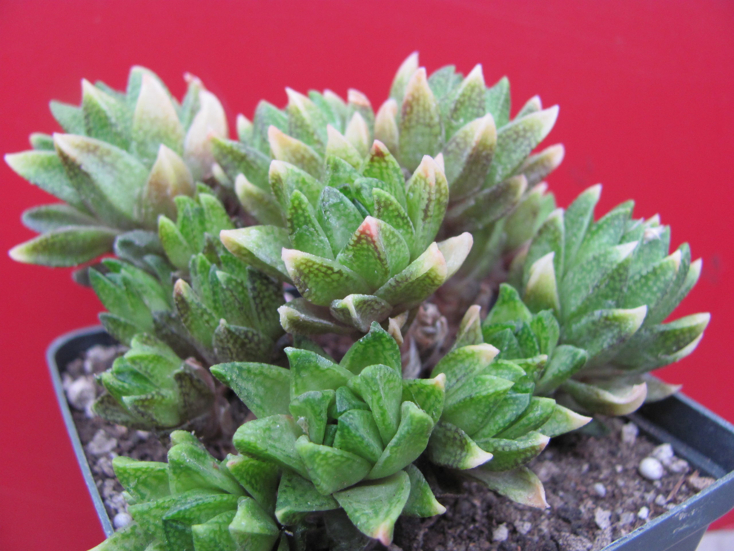 Haworthia   reticulata