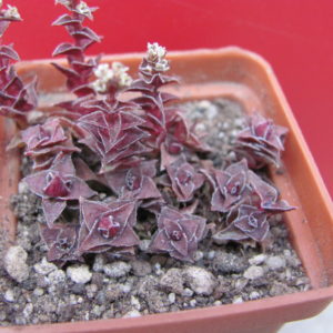 Crassula corymbulosa