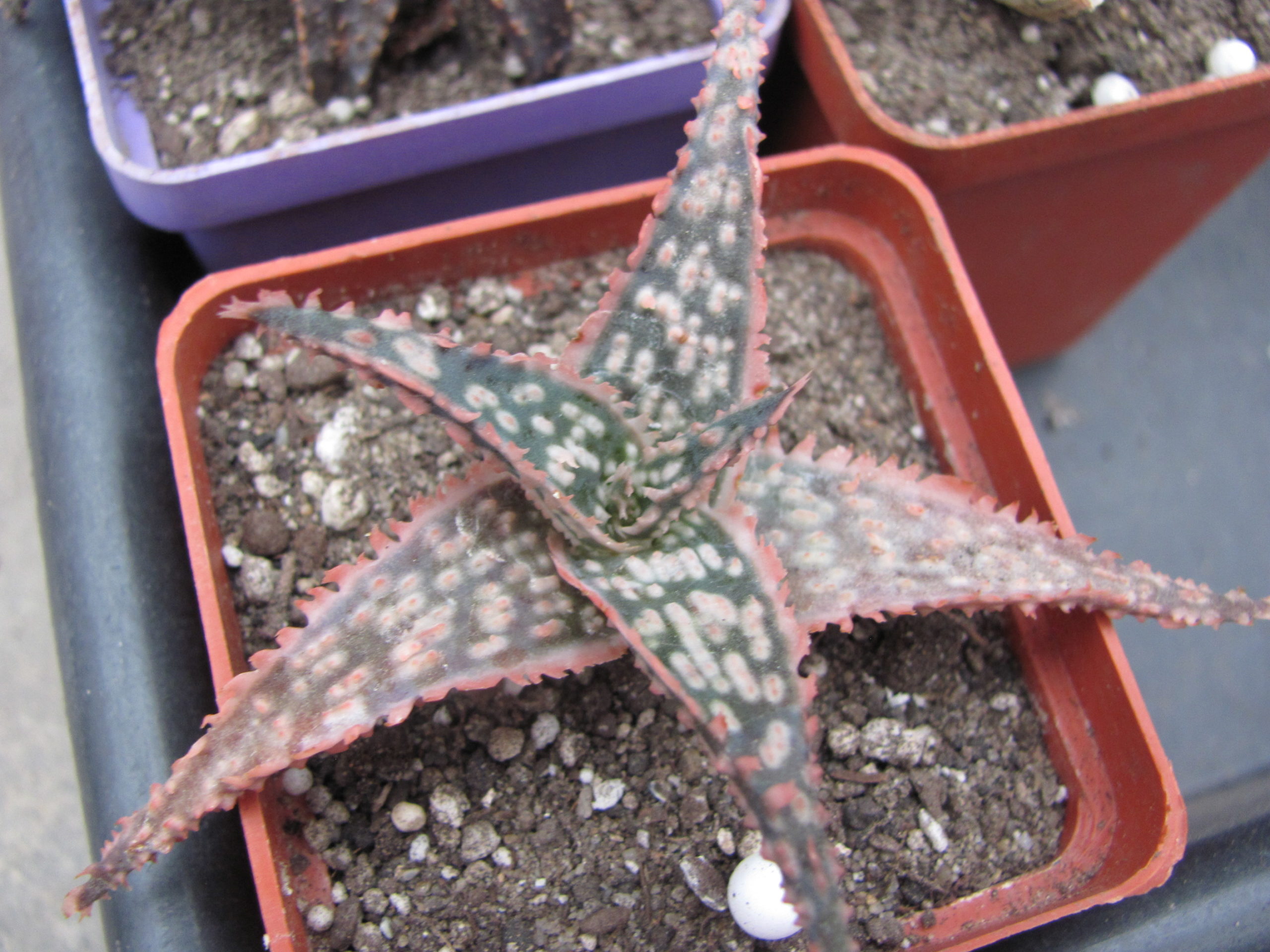 Aloe  hybr.      #44