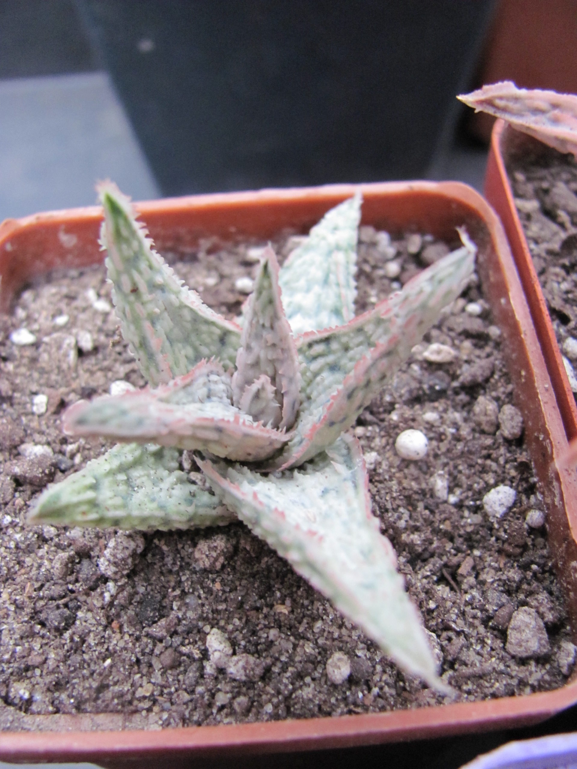 Aloe    hybr.      *White*    ( hybrid   Lipskiy )