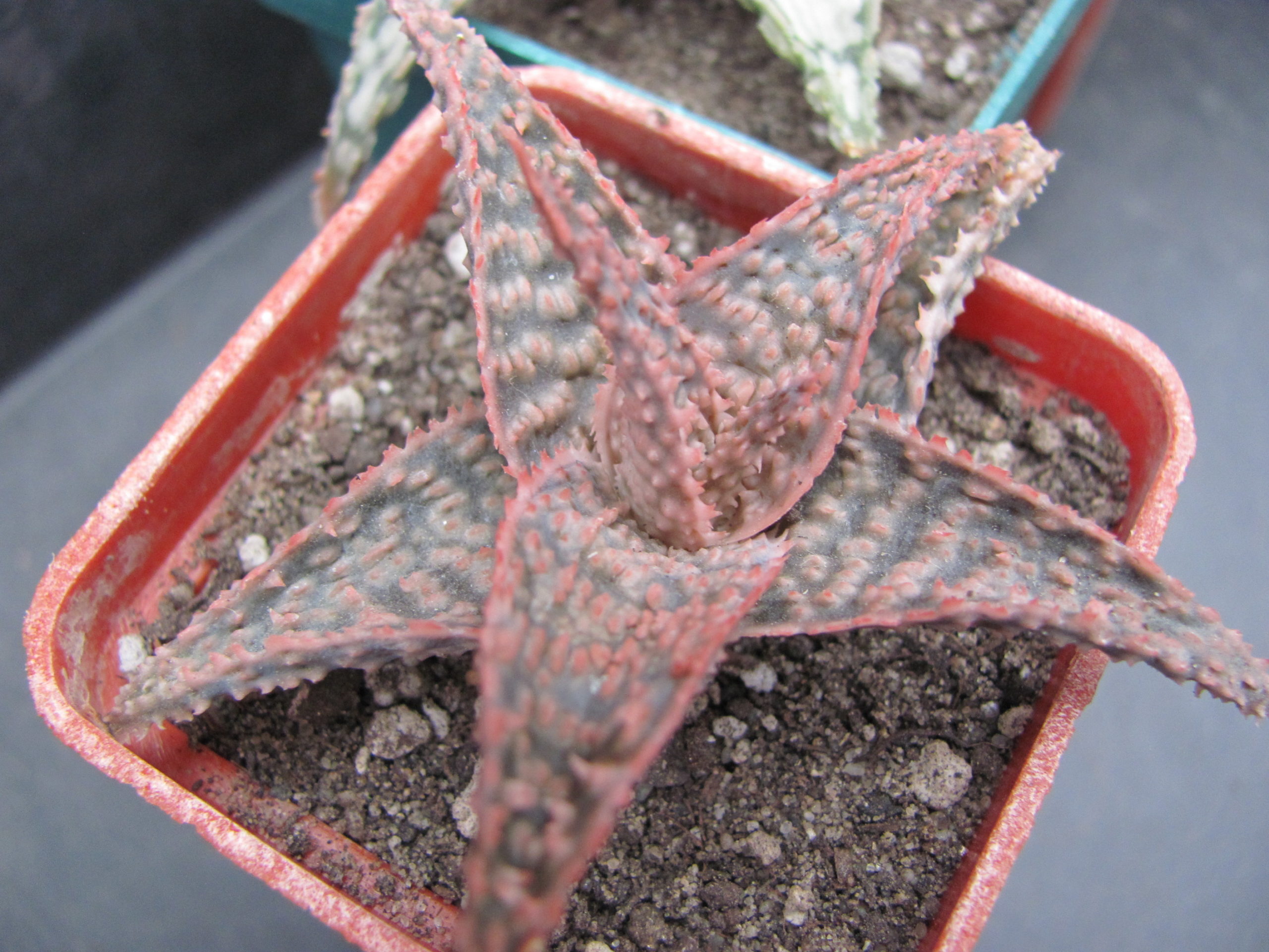 Aloe    hybr.