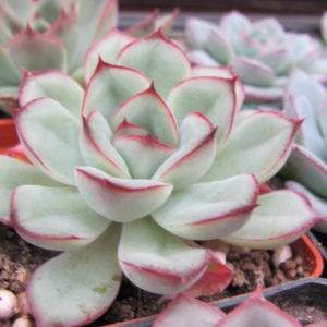 Echeveria     pulidonis