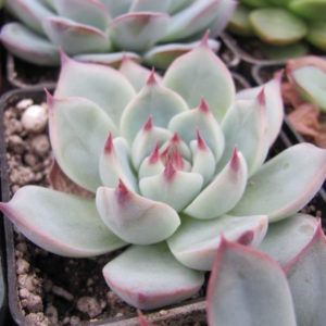 Echeveria   Tippy
