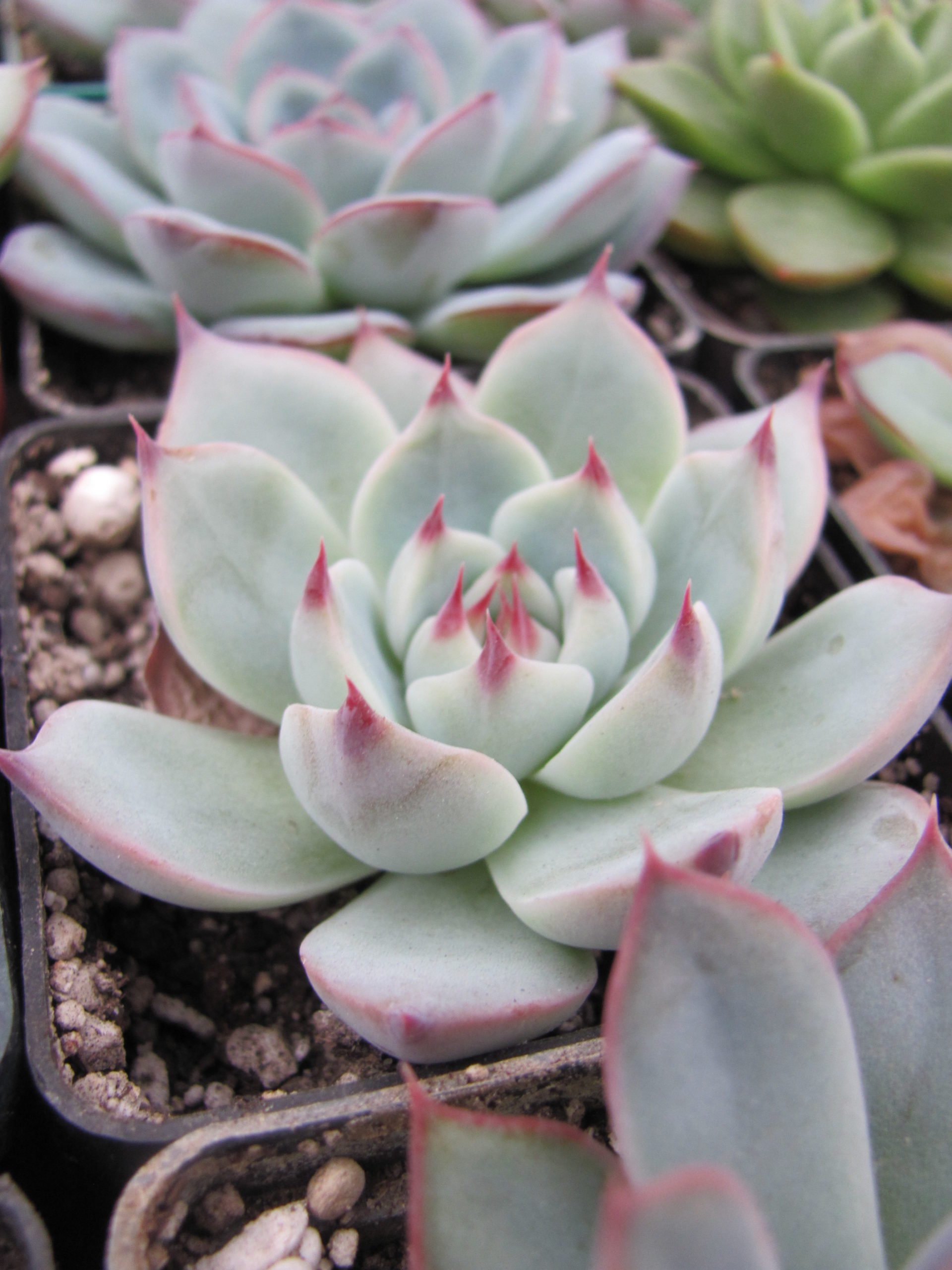 Echeveria   Tippy