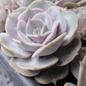 Echeveria     lilacina   hybr.