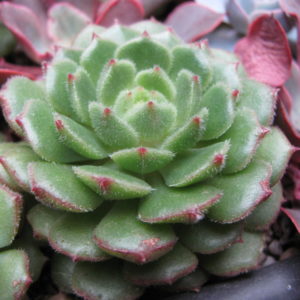 Echeveria    Derosa