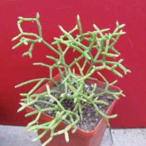 Rhipsalis   cereuscula