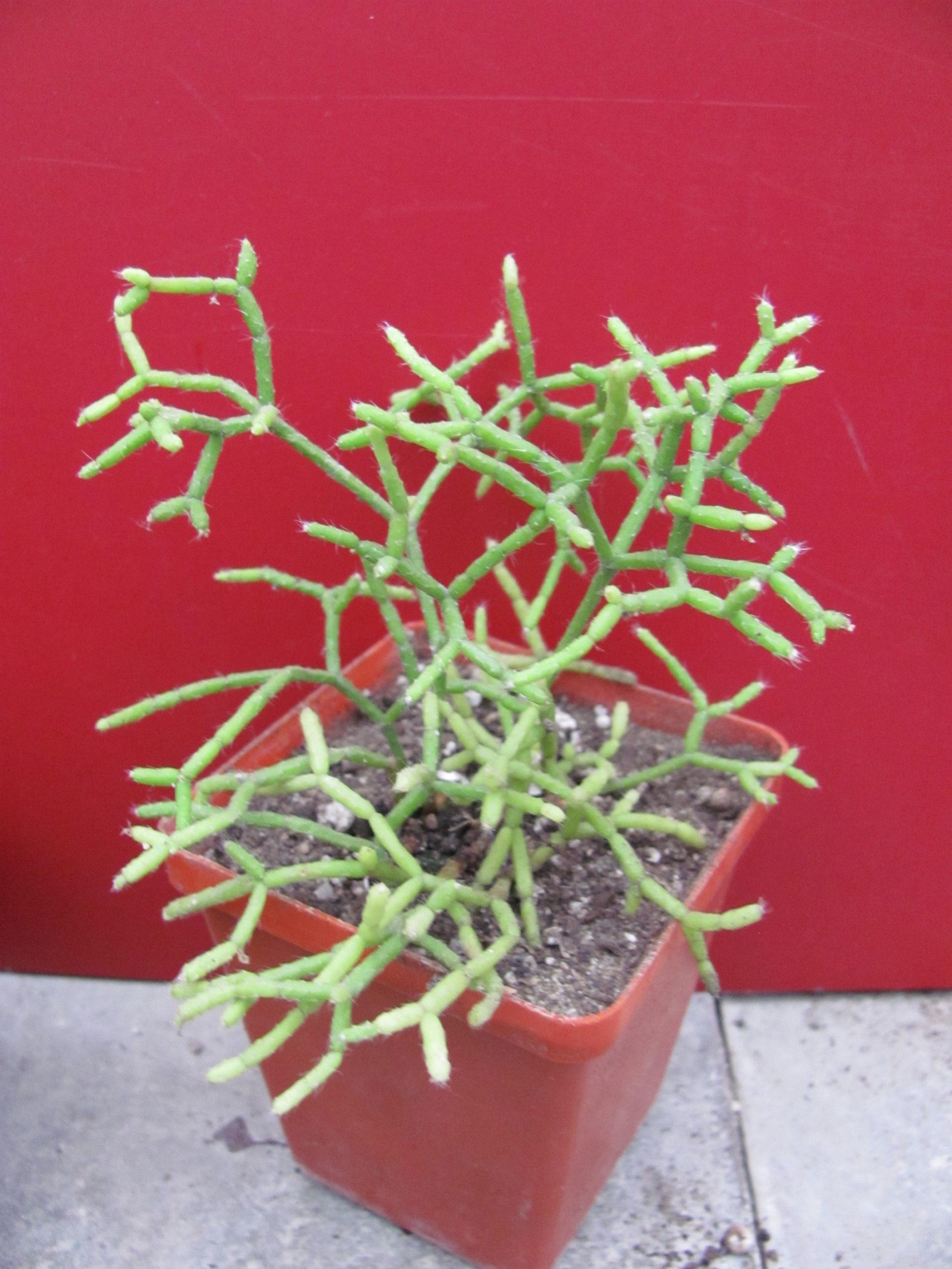 Rhipsalis   cereuscula