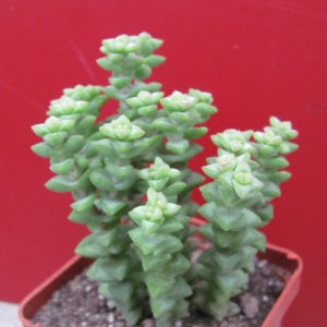 Crassula     rupestris    *Tom   Tumb*