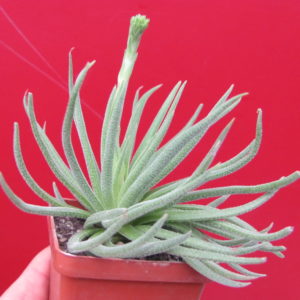 Crassula   hirta    *Mossel   Bay*