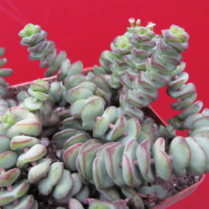 Crassula    marnieriana