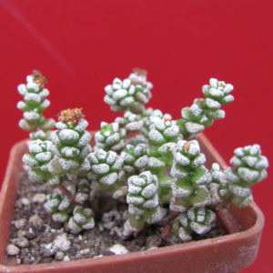 Crassula    coralina
