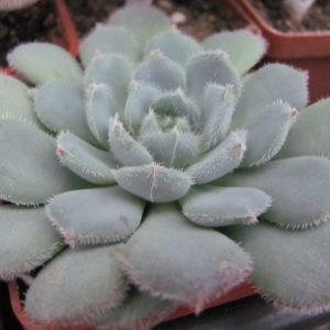 Echeveria    *Comet*