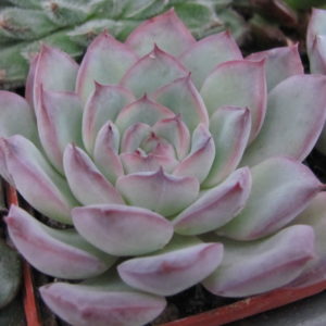 Echeveria    Hercules