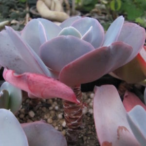 Echeveria    hybr.