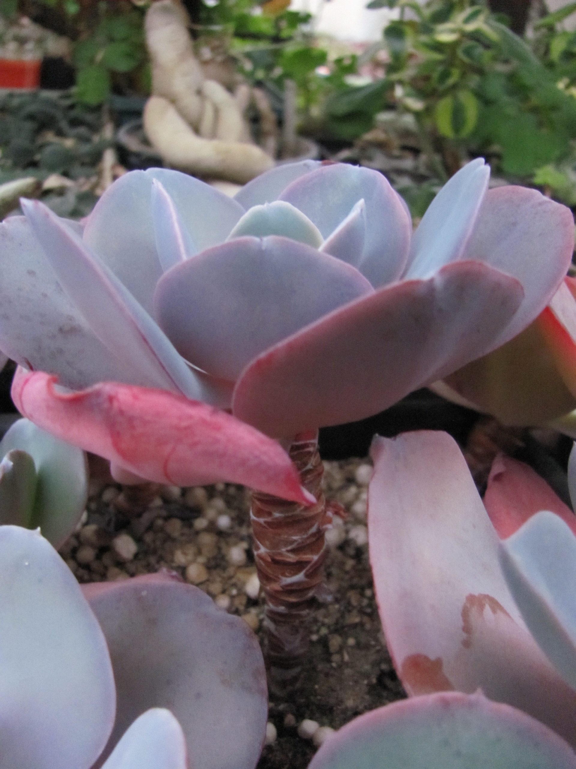 Echeveria    hybr.