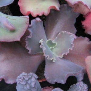 Echeveria   Bittersweet