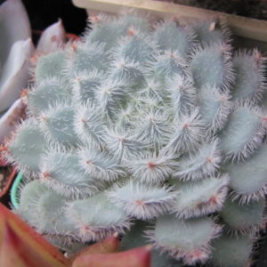 Echeveria     deminuta