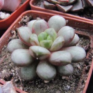 Echeveria    amethorum