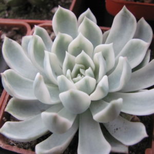 Echeveria     *Royal   Chrysanthemum*    variegata