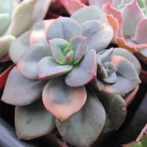 Echeveria     Chroma
