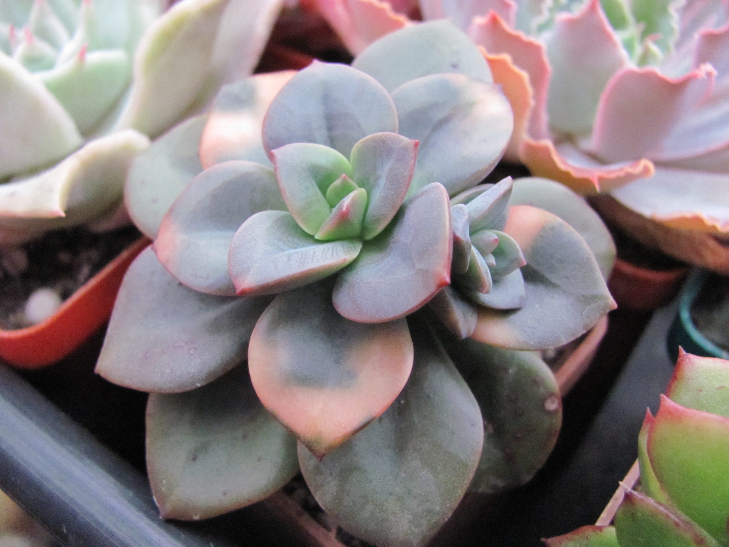 Echeveria     Chroma