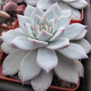 Echeveria     Blue  Bird