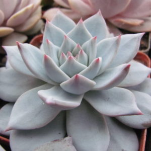 Echeveria     Blue   Bird