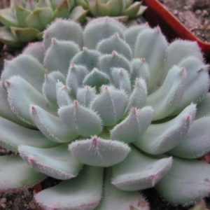 Echeveria     *Comet*