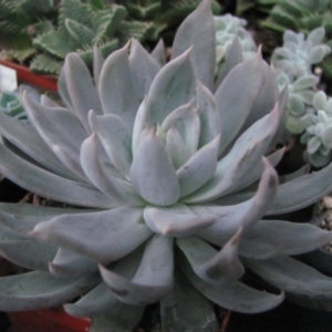 Echeveria   craigiana   Chihuahua