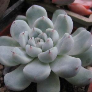 Echeveria      hybr.    #103