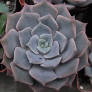 Echeveria     hybr.     #29