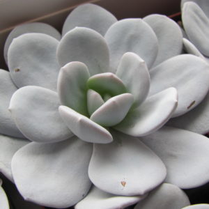 Echeveria laui